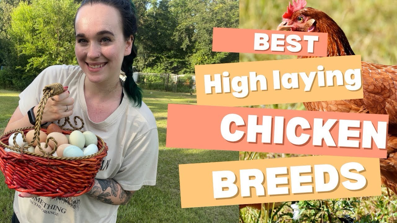 Chickens breeds that lay the MOST eggs!