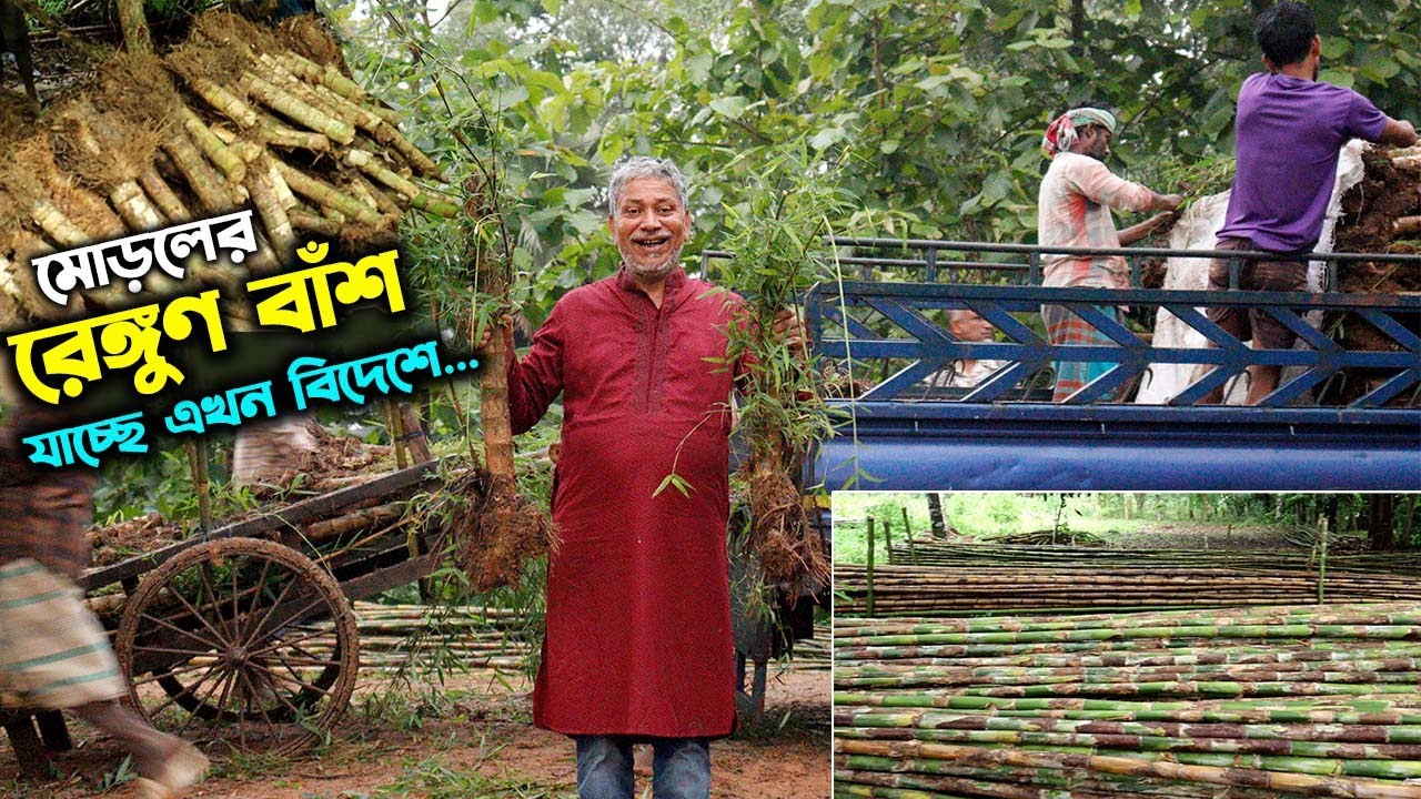 মোড়লের বিশেষ প্রজাতির রেঙ্গুন বাঁশ এখন যাচ্ছে বিদেশে | উদ্যোক্তার খোঁজে