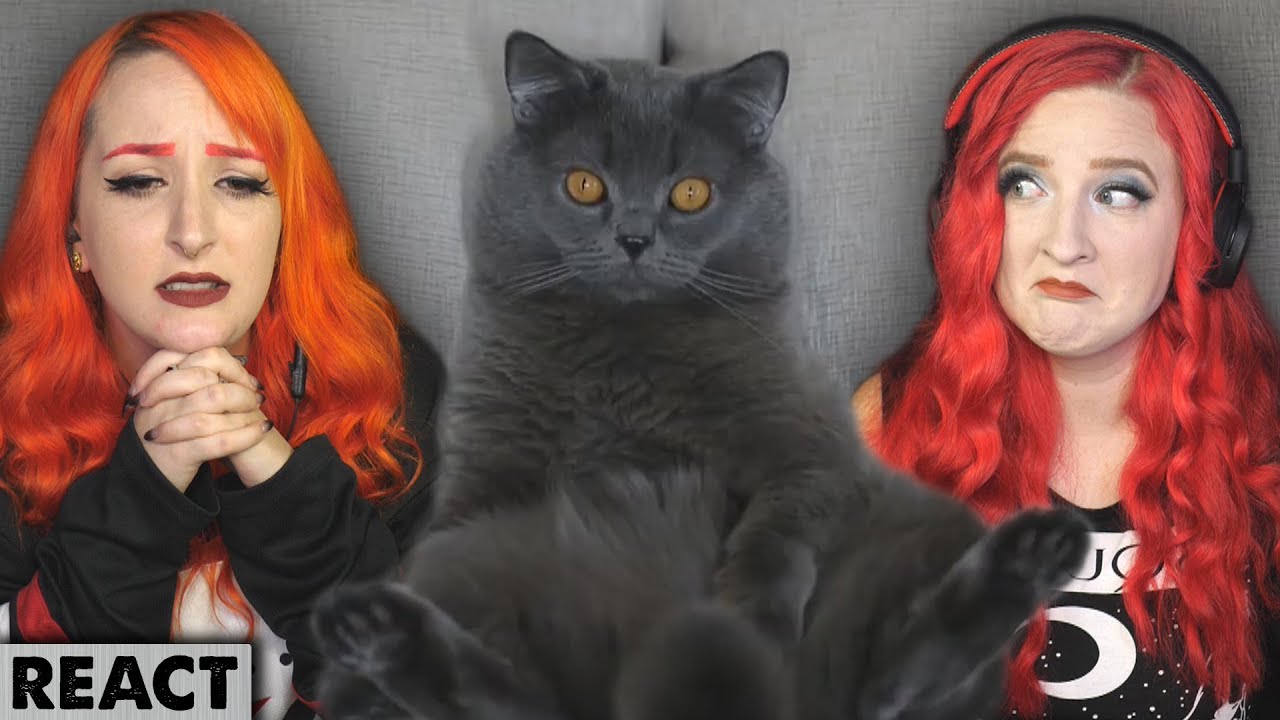 Cats in Therapy | Girls React