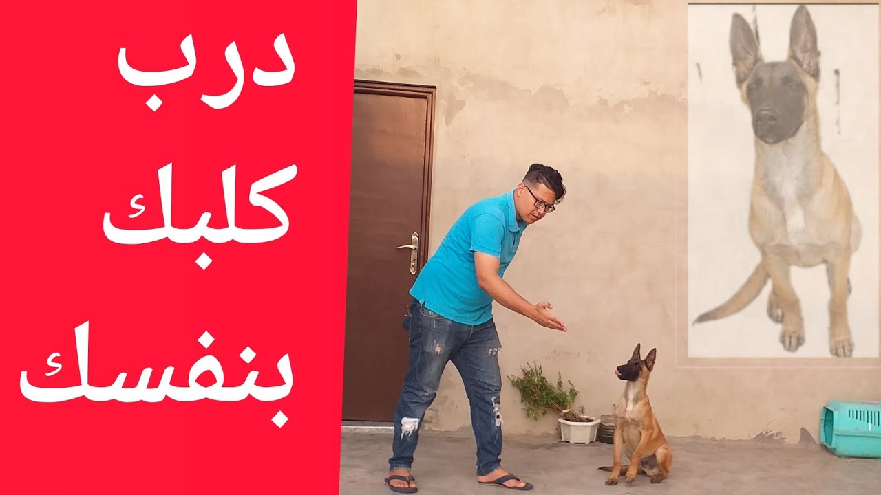 dressage chiot en 2 jour 🐶❤ درب كلبك في يومين