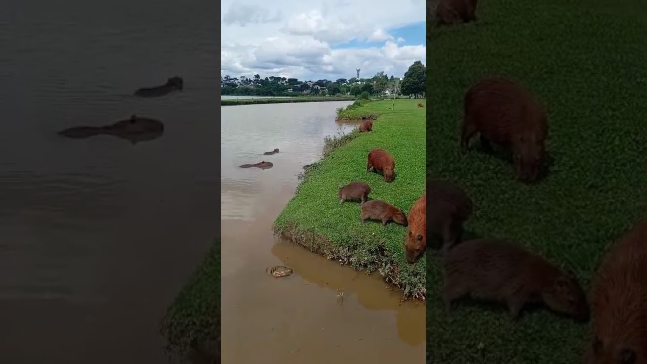 Parque Barigui - Curitiba PR 