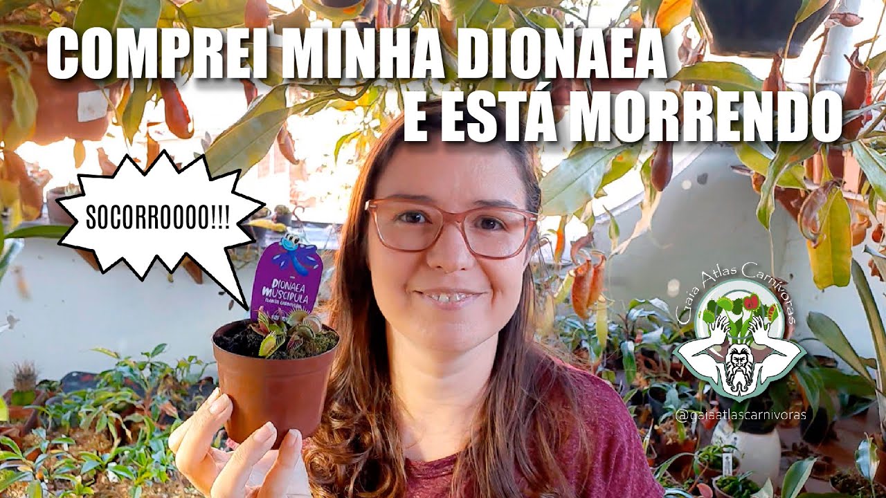 DIONAEA DE SUPERMERCADO/GARDEN | PLANTA CARNÍVORA