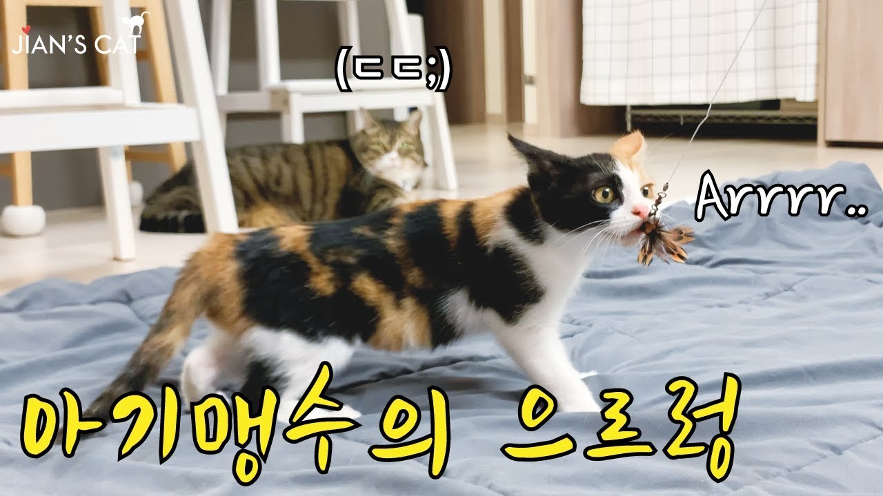 아기고양이가 맹수로 변하는 놀라운 순간!