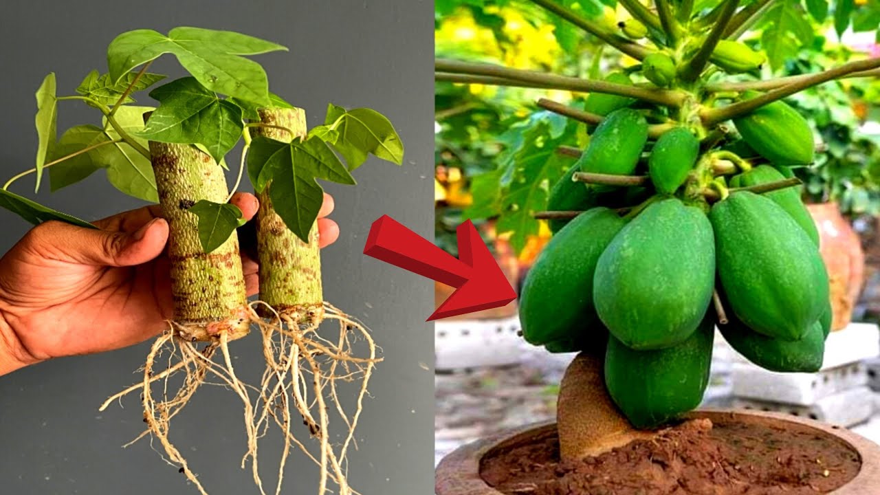 New Method To Grow Papaya From Cutting Success 100%