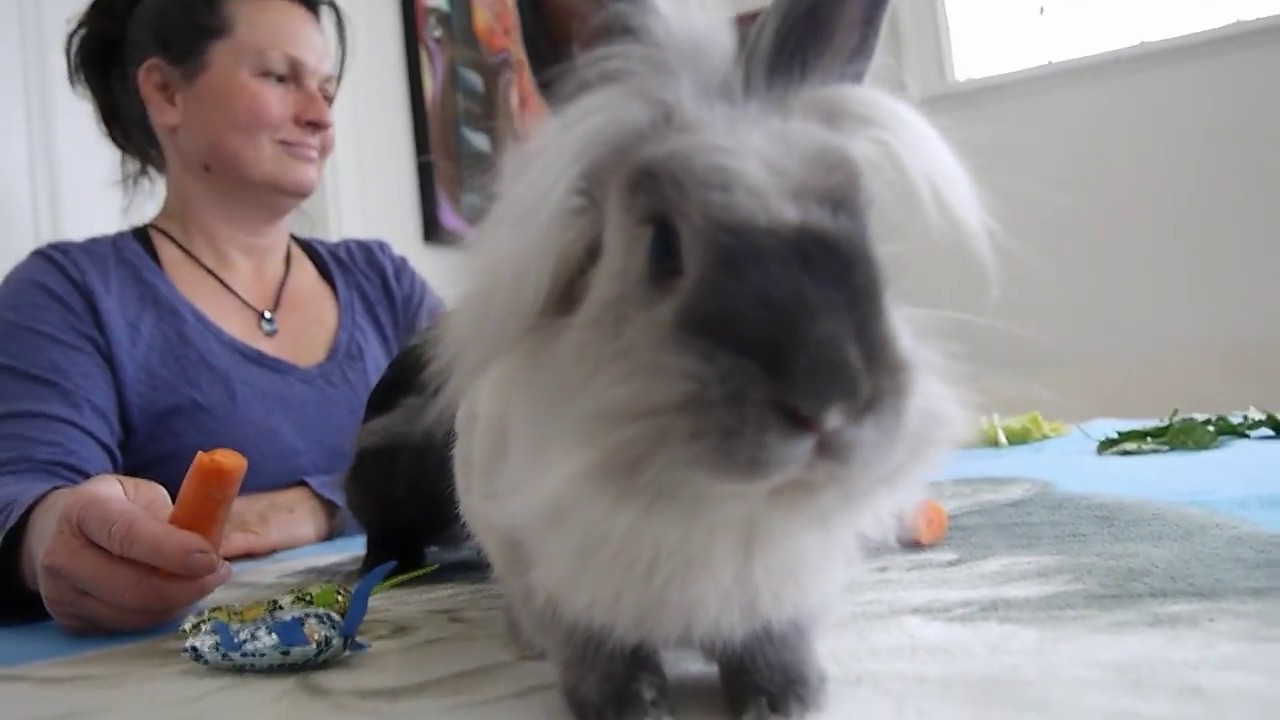 Zoothérapie: lapins malins