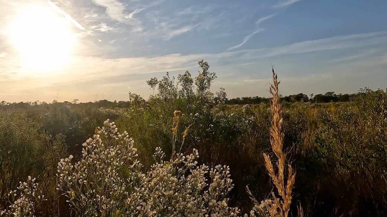 Bringing Back a Coastal Prairie