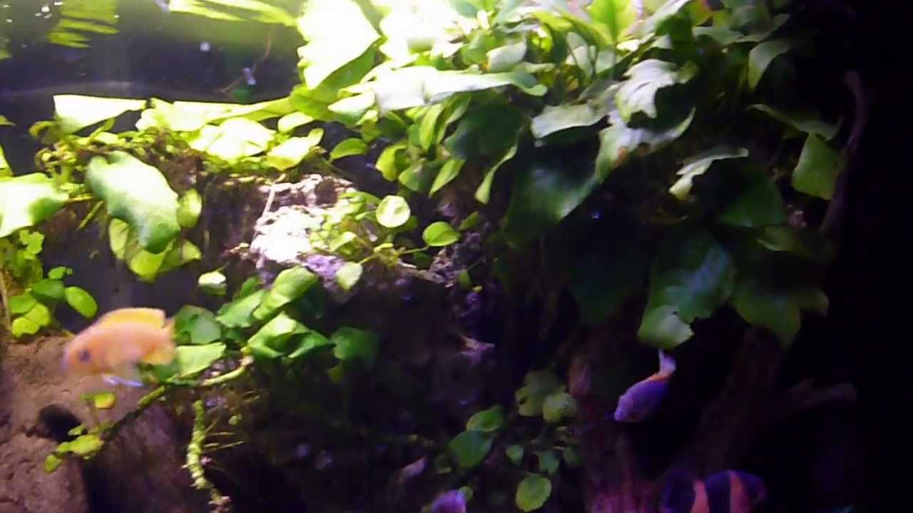 Eckaquarium zehe