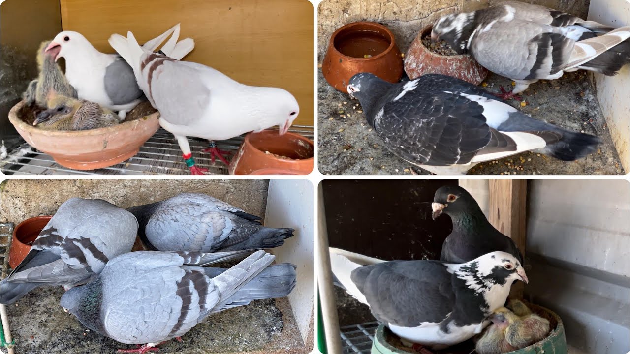 4 пары голубей выращивают своих птенцов 🪹🕊️ Полный обзор голубятни