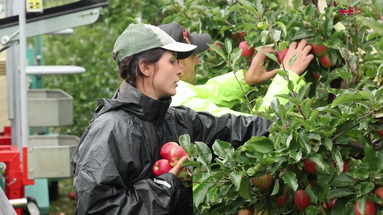 Great British Apple Harvest