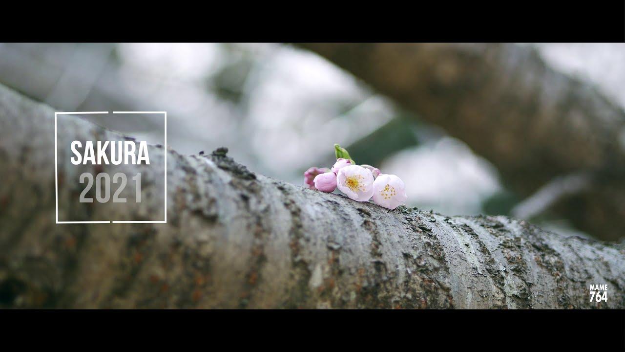 SAKURA 2021