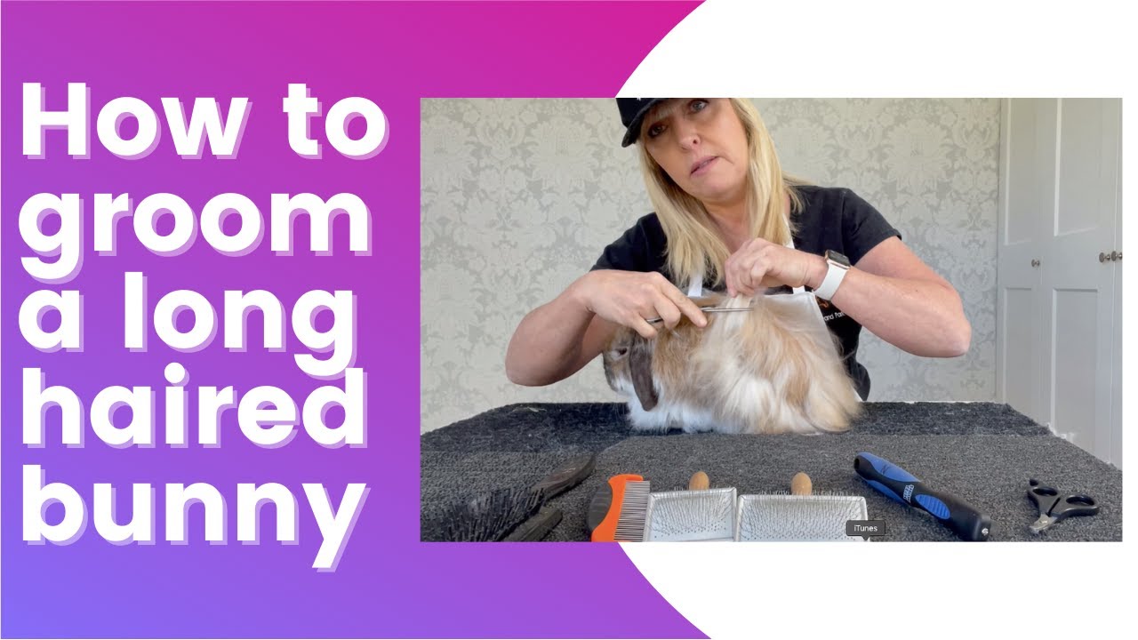 HOW TO GROOM A LONG HAIRED BUNNY | ANGORA | CASHMERE