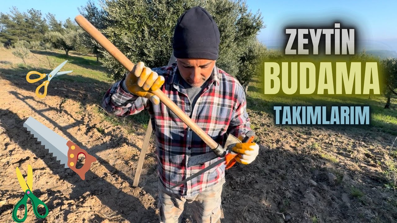 Zeytin Budama Malzemeleri Nelerdir?#budama #erenvural #zeytinbudama
