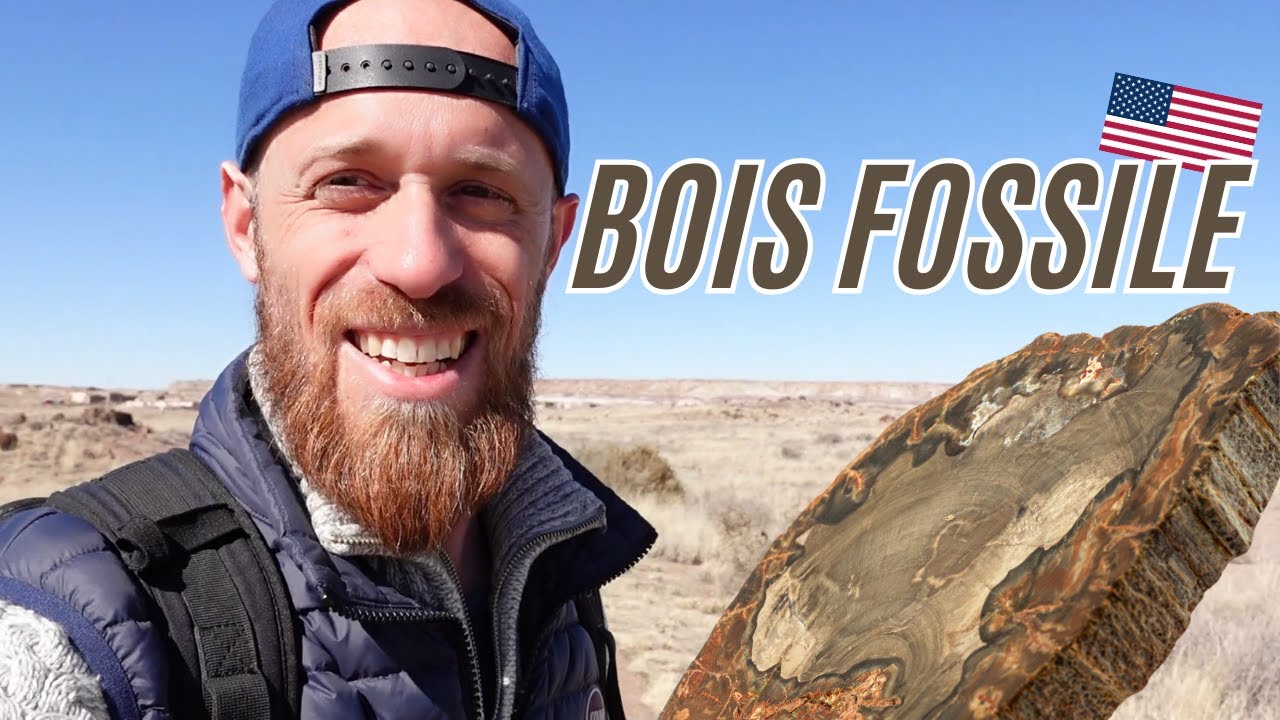 Visite d'une immense forêt de bois fossile - VLOG USA #2