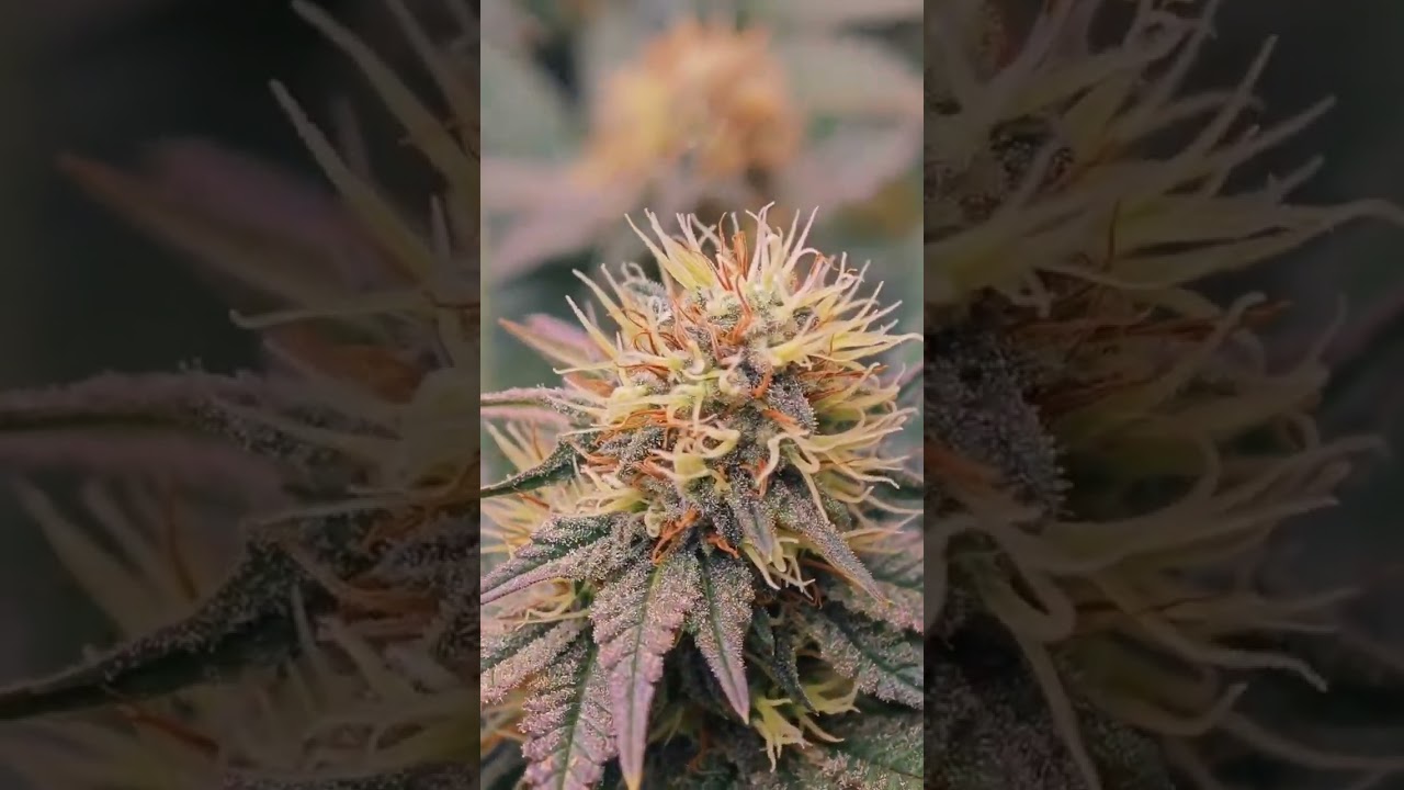 je visite une usine de production de CBD &agrave; LYON