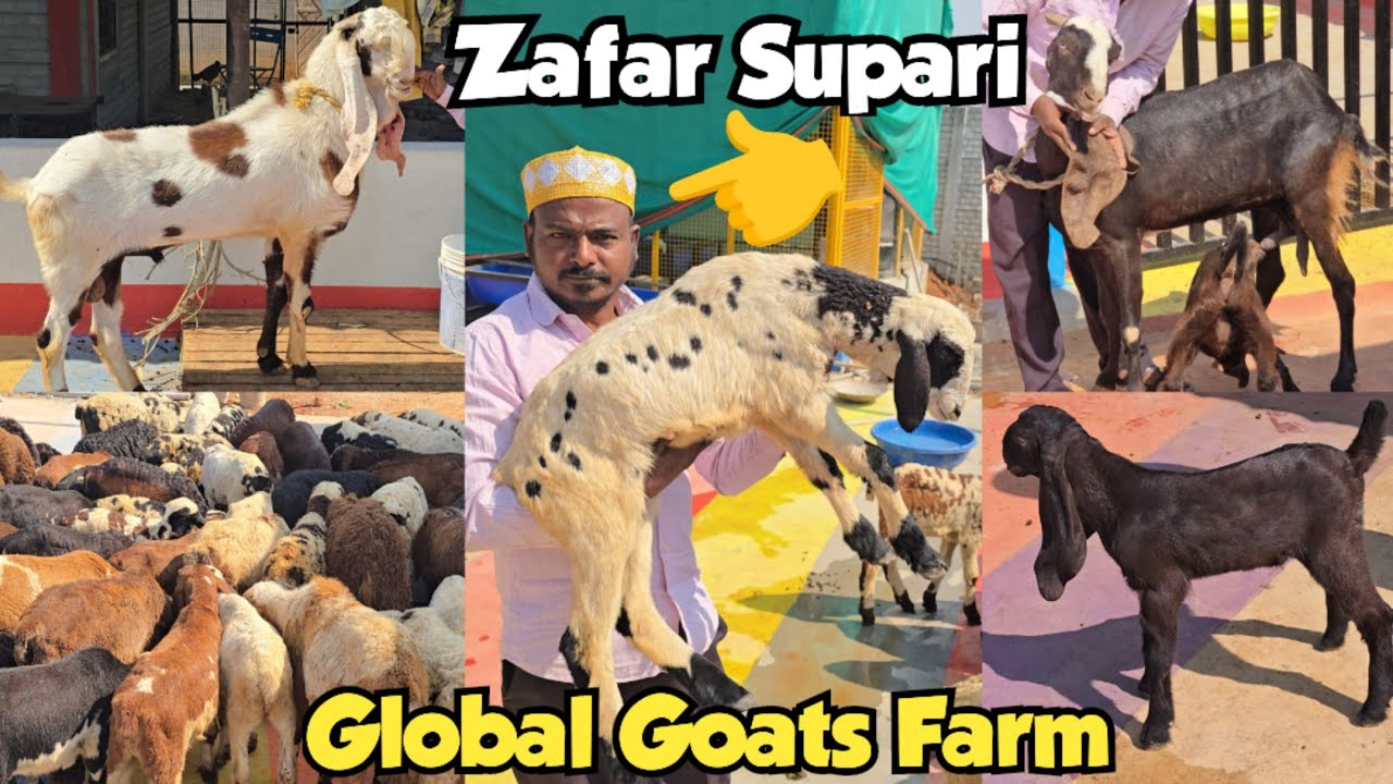 Macherla Telangana Baby Sheeps | Hyderabadi Breedline Breeder Bakriya Available At Global Goat Farm