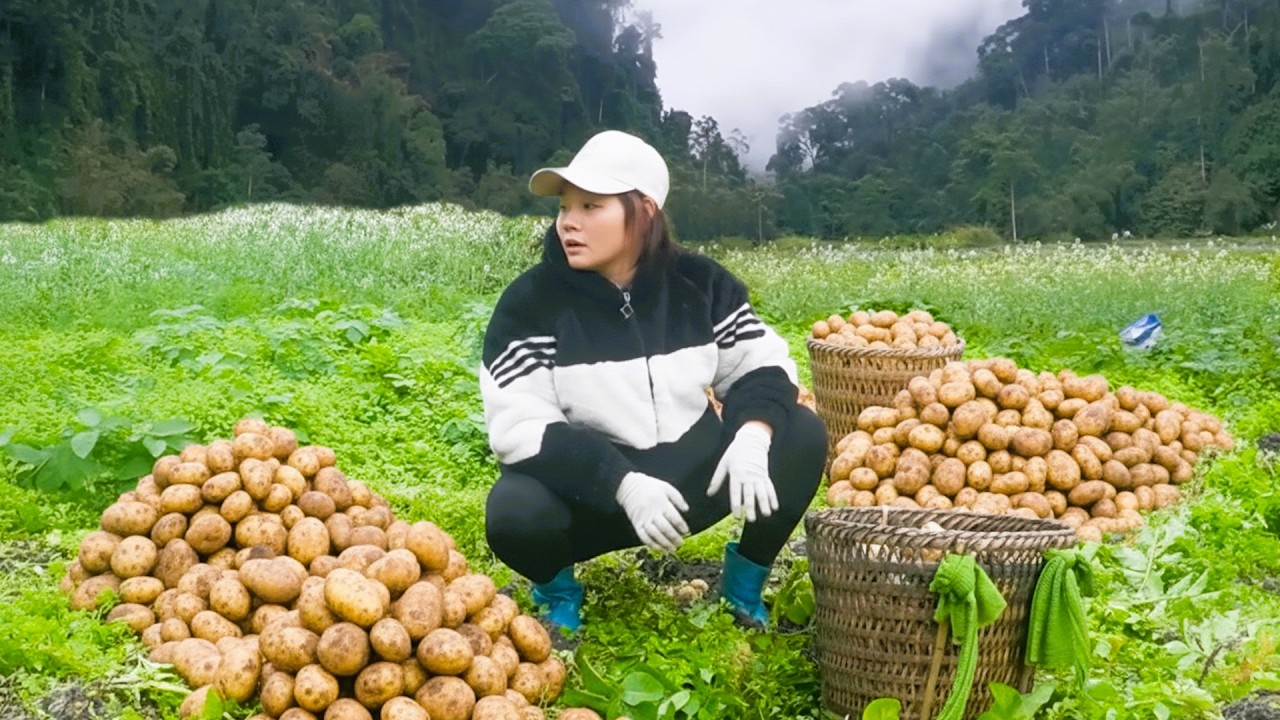 Early Potato Crop Collection to Capture Lunar New Year Market Opportunities