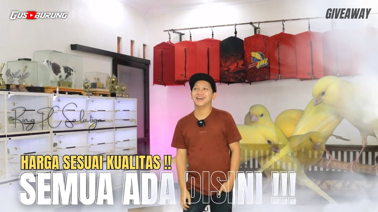 BURUAN BUNGKUS❗STOK KENARI TERBARU SANGAT MENGGODA !!