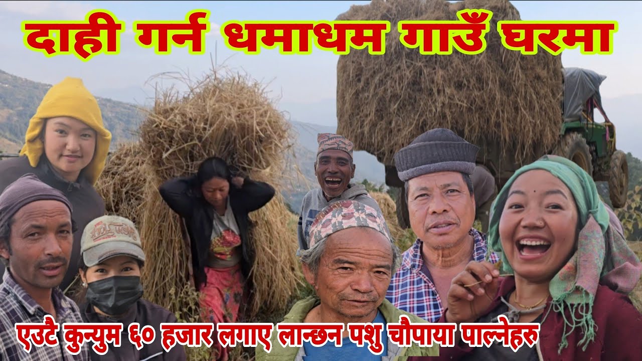 धान थन्काए पछि पुन गाउँ घर मा धानको कुन्युम दाही गर्न धमाधम किसान हरु आलो पालो गर्न मा बेस्त
