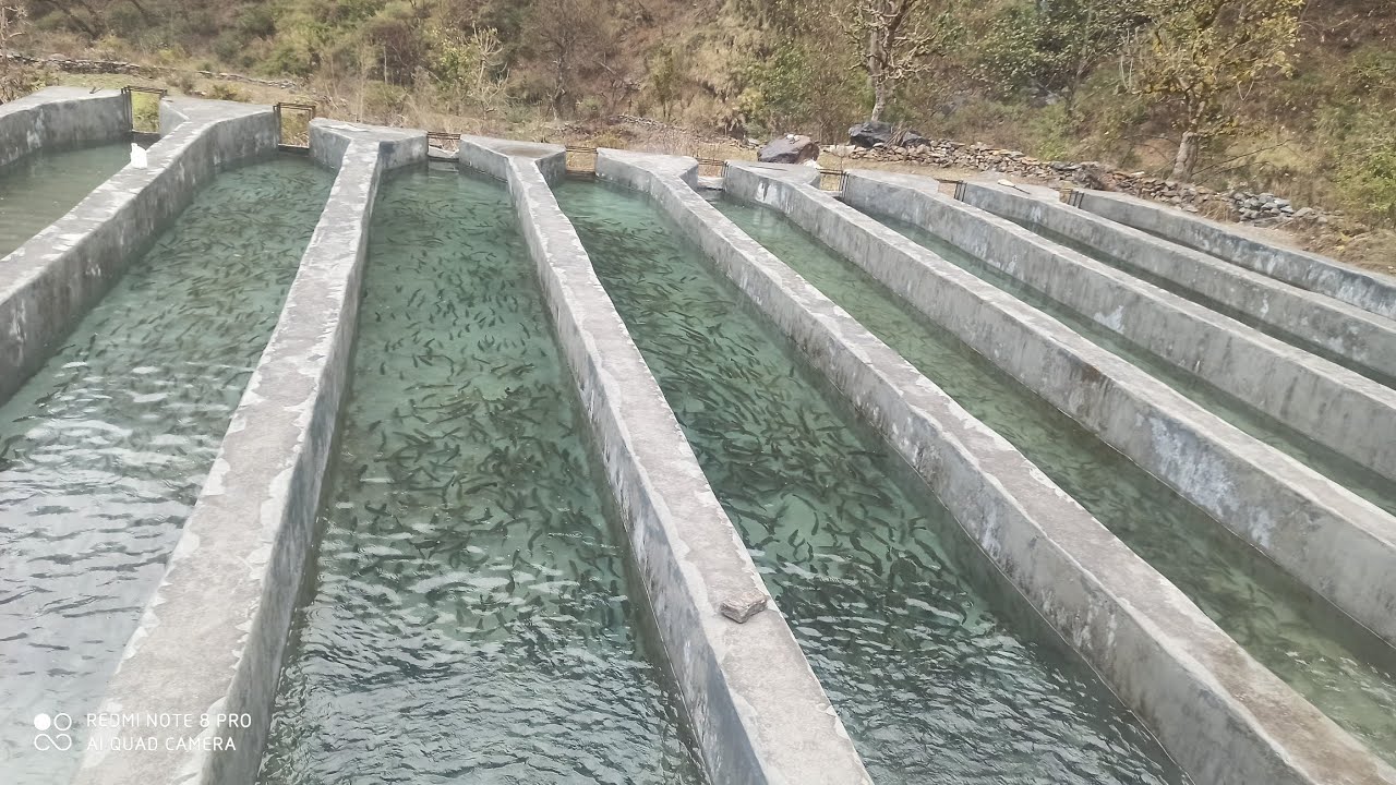 Rainbow Trout (ट्राउट) fish Farming in Uttarakhand Rudraprayag Becoming a Major Source of Employment