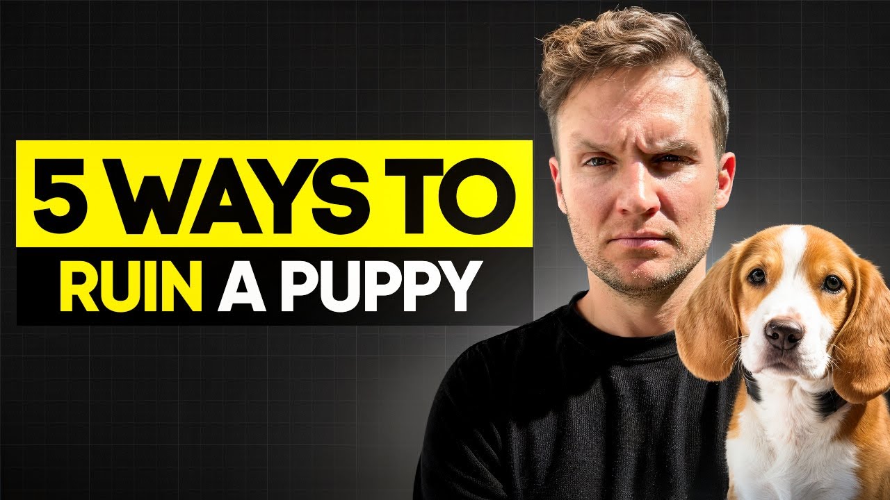 5 Ways To Ruin Your Puppy Training