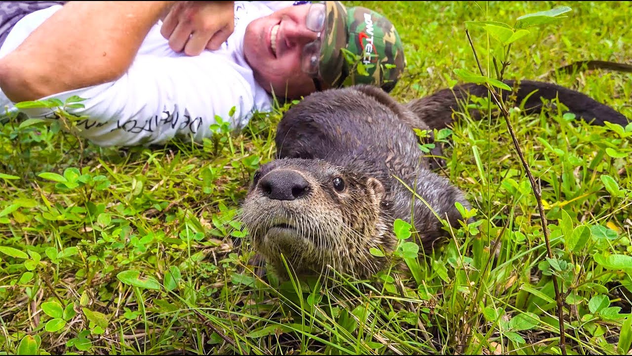 Friendly WILD Otter 