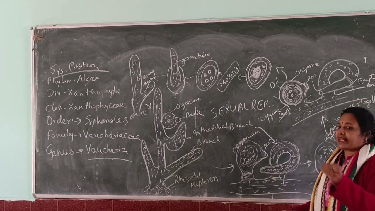 Vaucheria- Systematic Position, Sexual Reproduction 