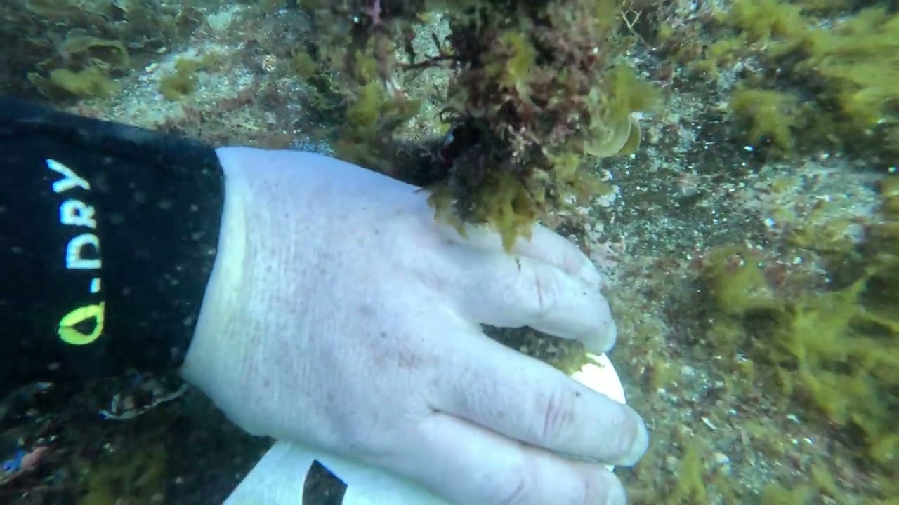 Gordon's bay early morning dive part 1