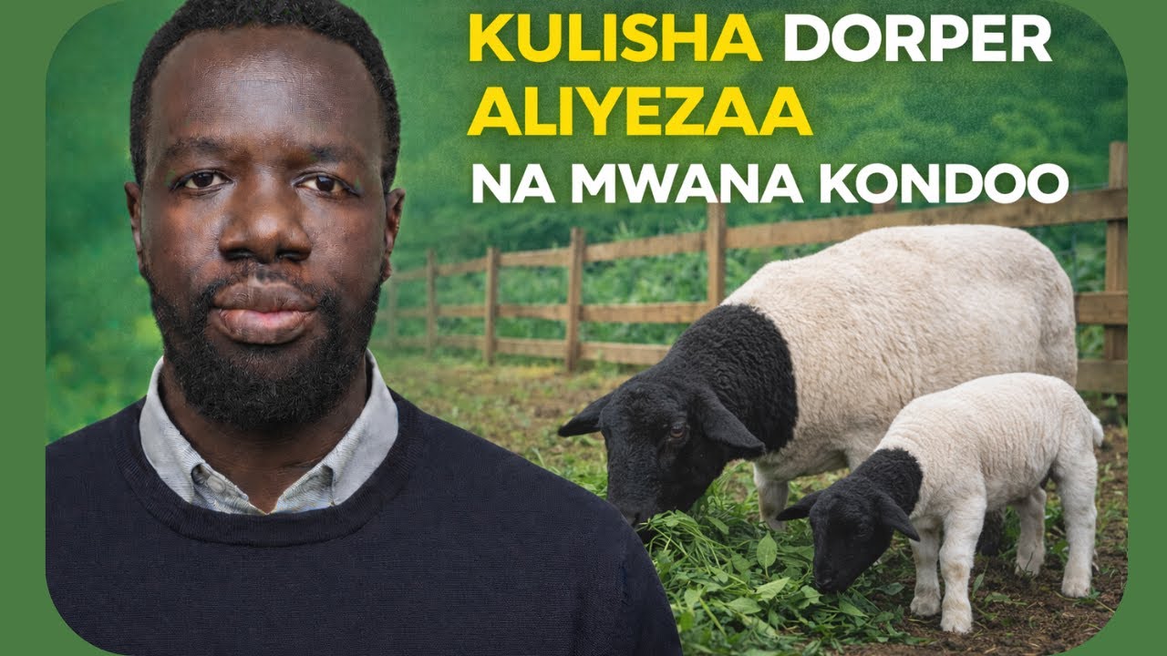 Ufugaji wa Kondoo wa Dorper Kenya | Jinsi ya Kulisha Dorper Aliyezaa na Mwana-Kondoo (Sehemu ya 1)