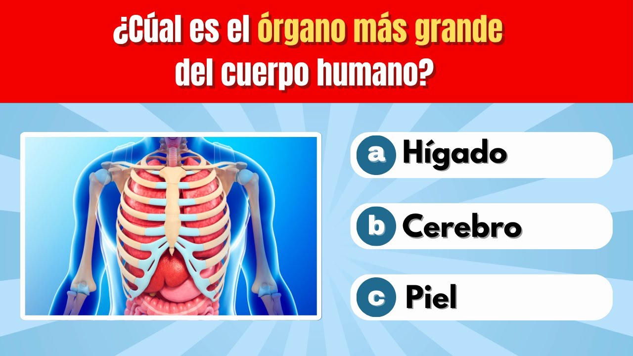 ¿Cuánto sabes sobre el cuerpo humano? 🧠 ¡Responde estas 30 preguntas de anatomía y descúbrelo! 📚