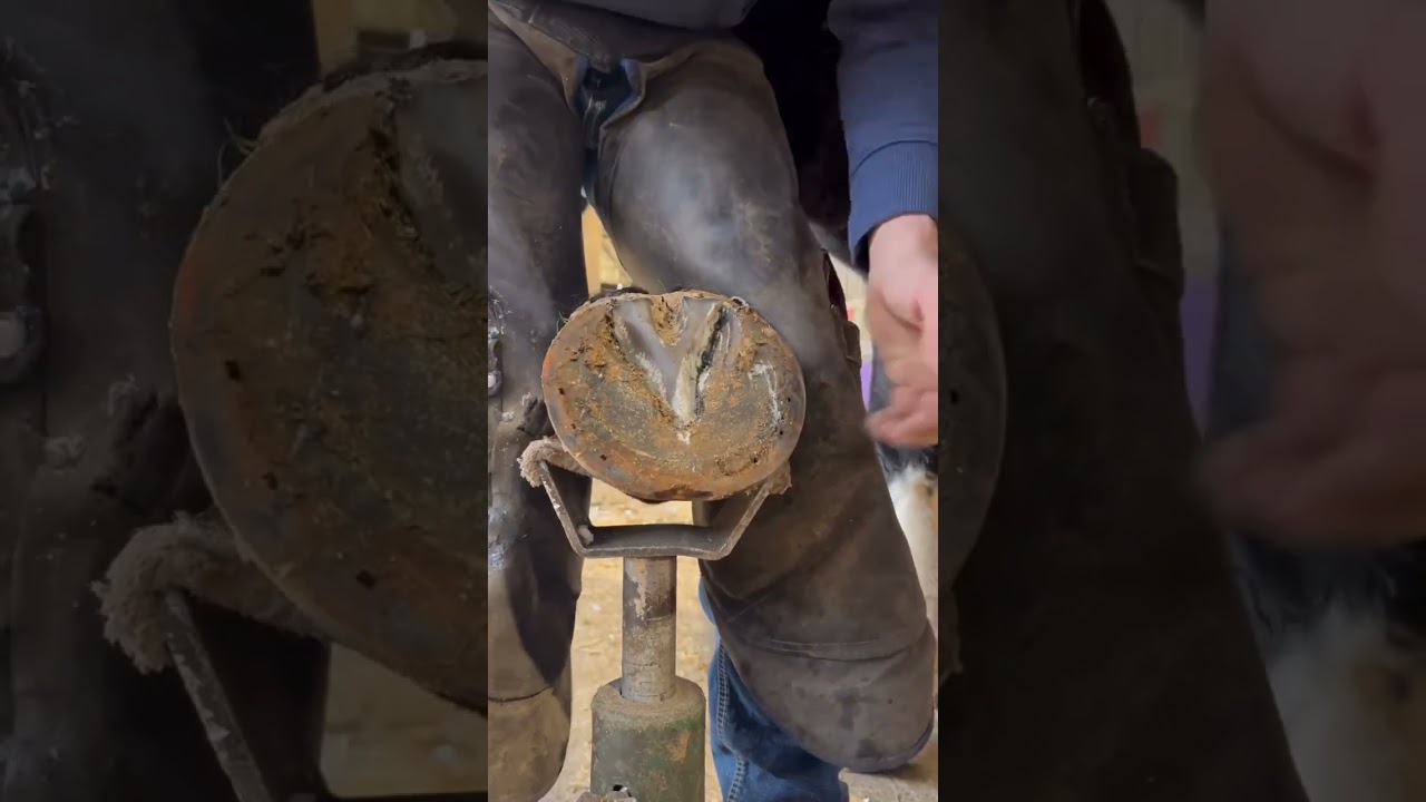 como aplomar el casco de un caballo para pegar herradura 🐎