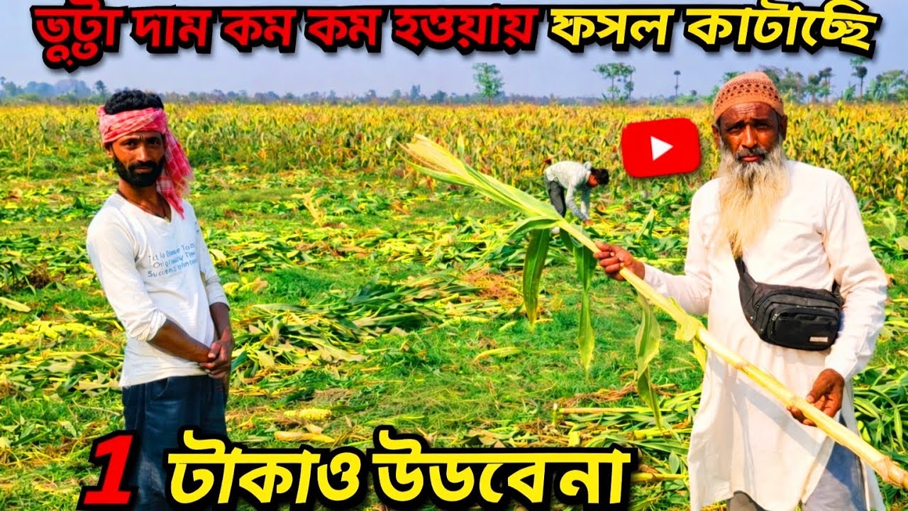 ভুট্টা চাষ করে বিপদে কৃষক। Bhutta 🌽farming video.