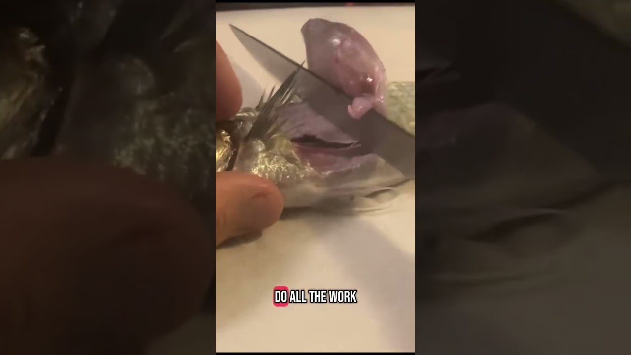 How to fillet Australian Herring (Tommy Ruff) #shorts #fishing #fish #aussiefishing #rockfishing