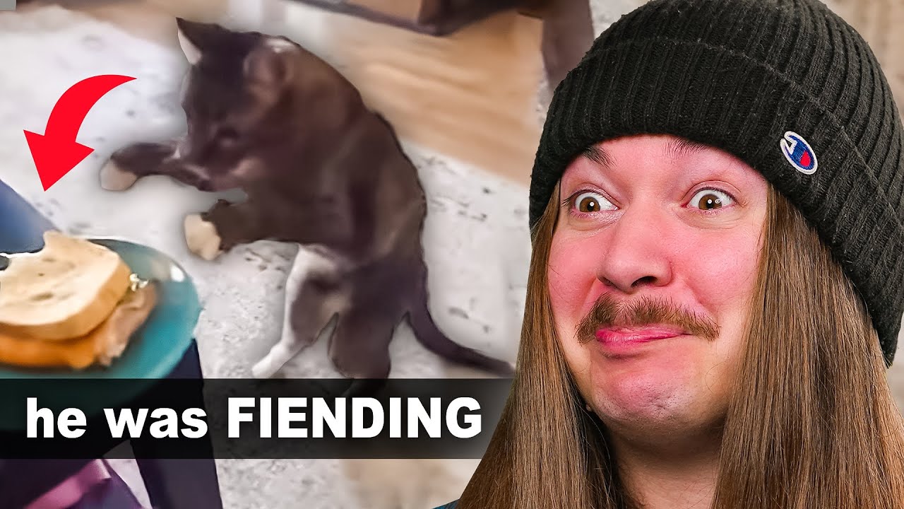 If I Laugh, The Video Ends #186