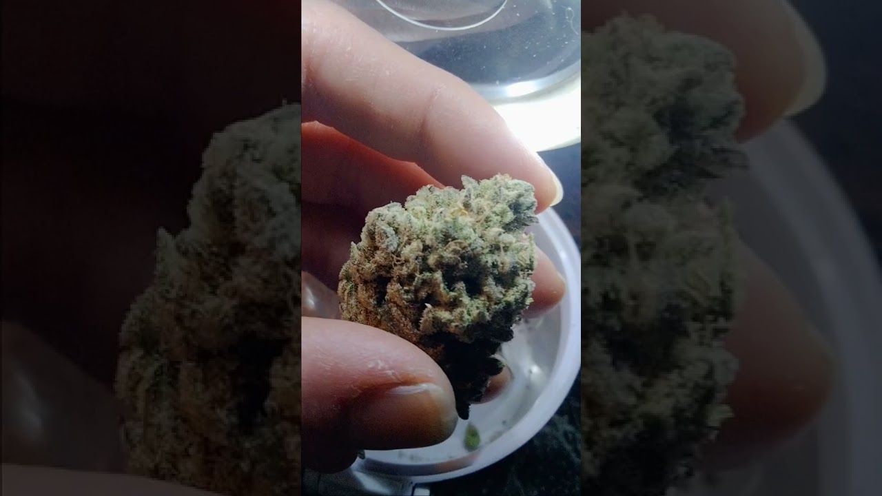 JUNGLE BOYS - CANDY CAKE #29