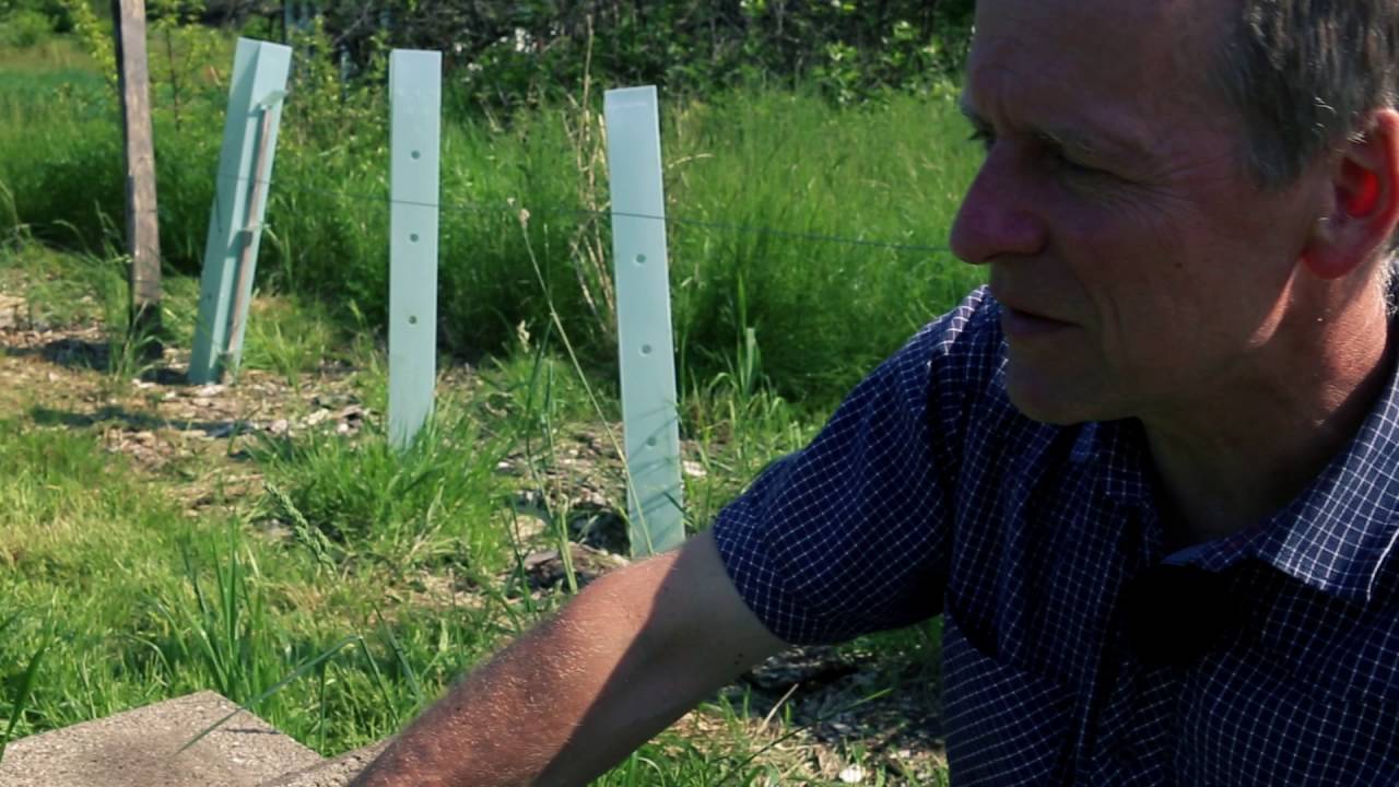 7 000 økologiske kornsorter - Øko-frontløber 2016 Anders Borgen