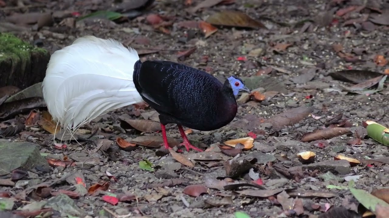 Bulwer's Pheasant (Lophura bulweri) - Male @ Mount Trusmadi
