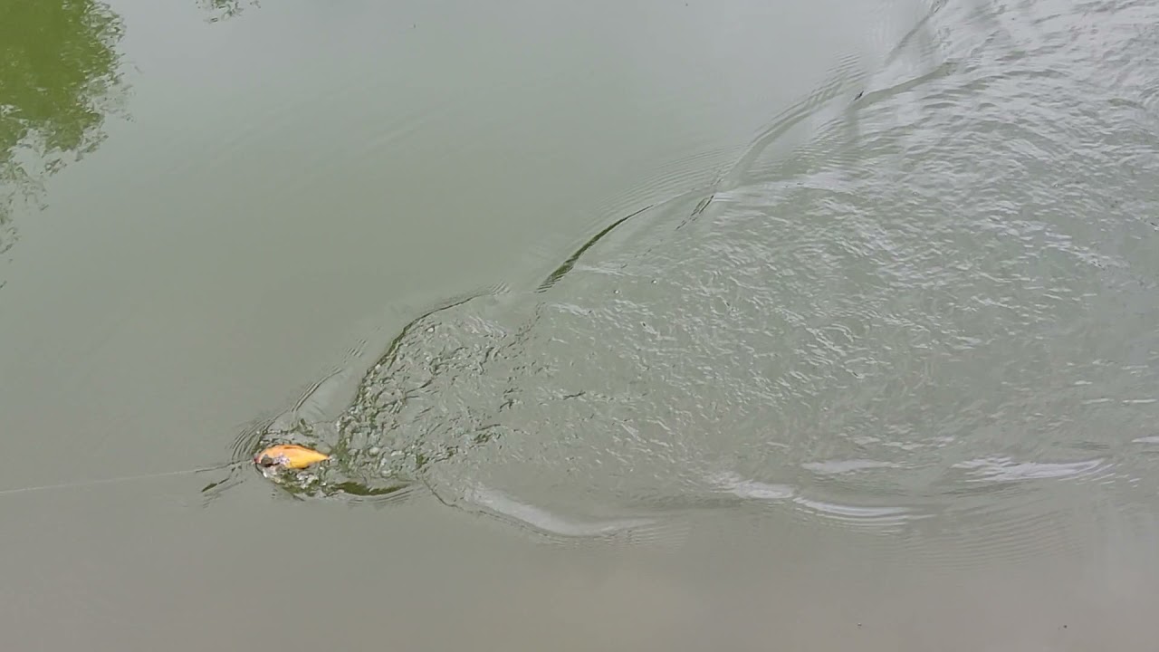 Swimbait Review: D.S. Crawler