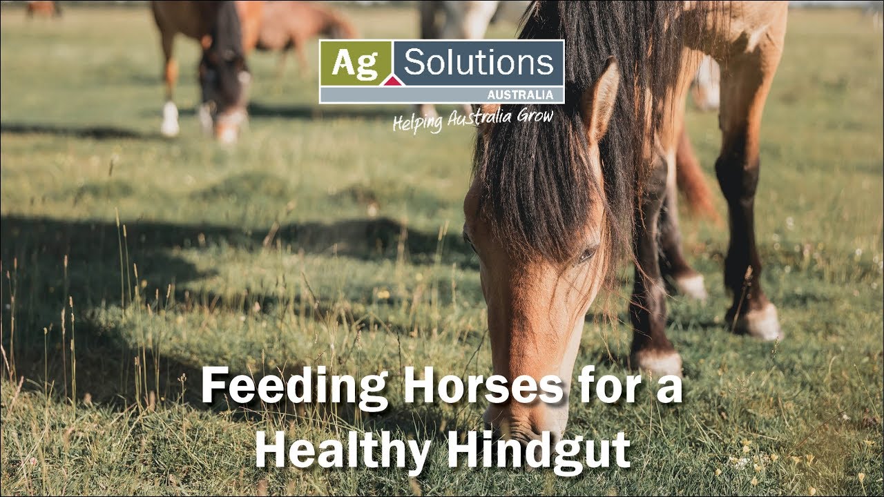 Feeding Horses for a Healthy Hindgut