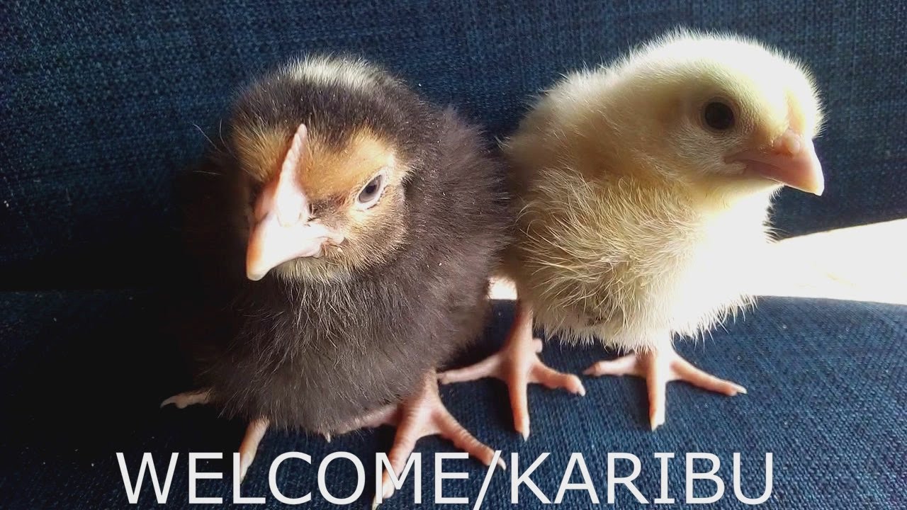 How to Welcome new chicks - Chick brooder management basics.