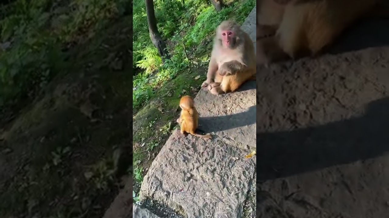 Bullying other people's babies #monkey #shorts