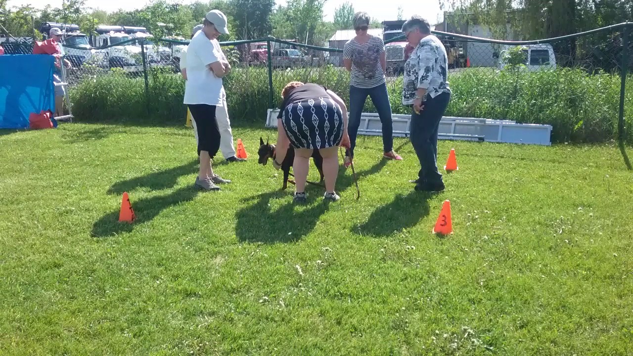 Joyà pinscher allemand - temperament test - 28 mai 2017