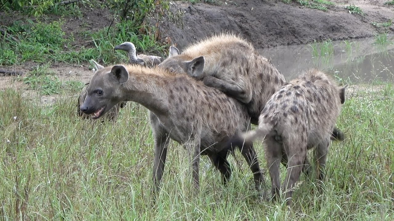 HYENAS show their PLAYFUL side