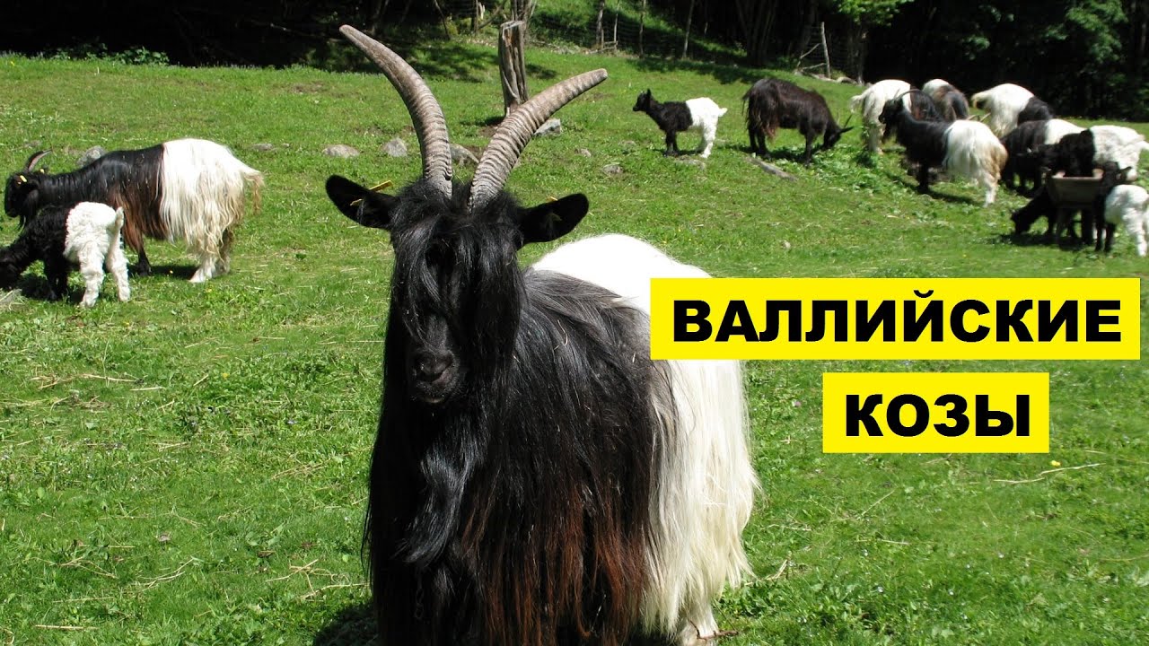 Breeding Welsh Black Neck Goats as a Business | Goat Farming | Welsh Black Neck Goat Breed