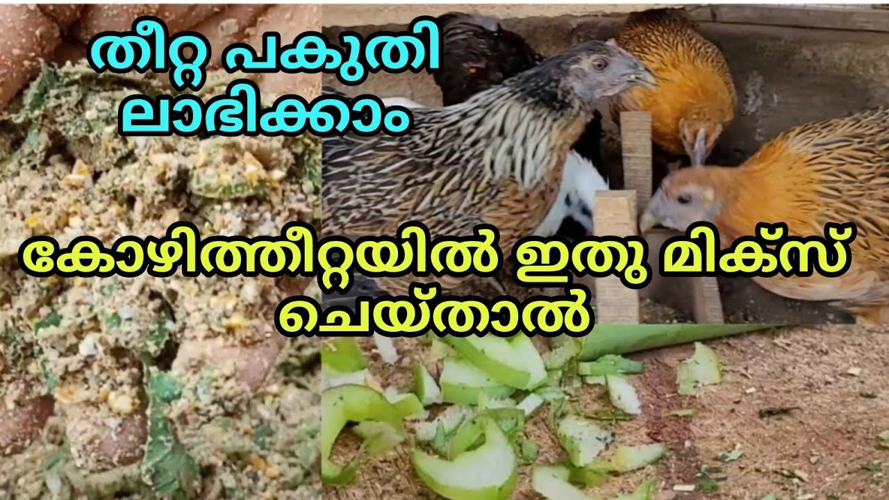 കോഴി വളർത്തൽ ലാഭകരമാക്കാം, തീറ്റയിൽ ഇതുപോലെ മിക്സ് ചെയ്തു കൊടുത്താൽ hen farming malayalam