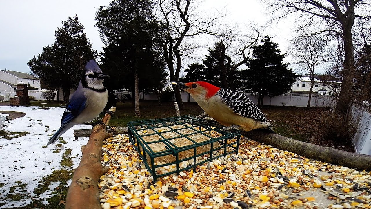 Gopro Bird feeder cam