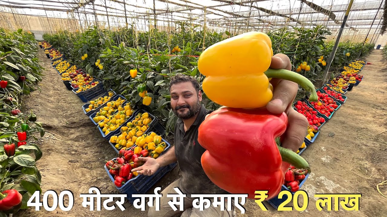 Profitable Capsicum farming in Poly house India / रंगीन शिमला मिर्च / Green house
