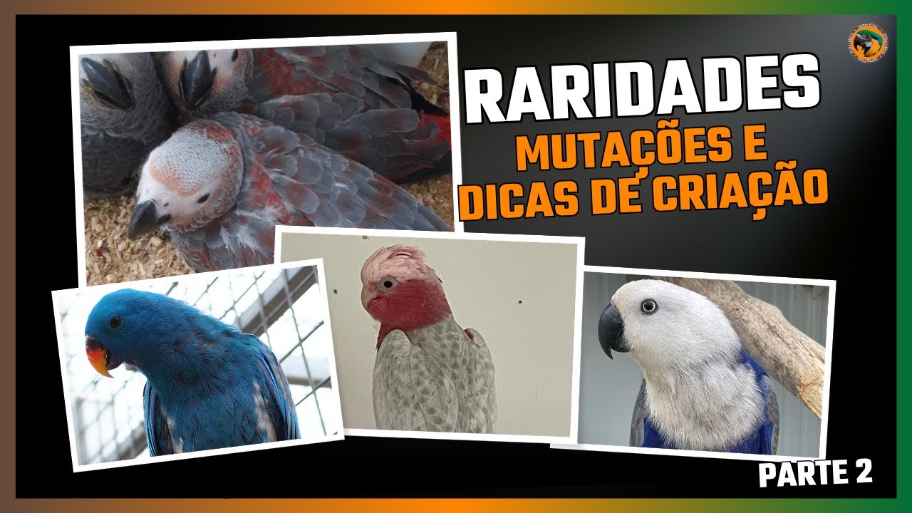 CRIAÇÃO DE PAPAGAIOS: Mutações e DICAS DE CRIAÇÃO | Parte 2