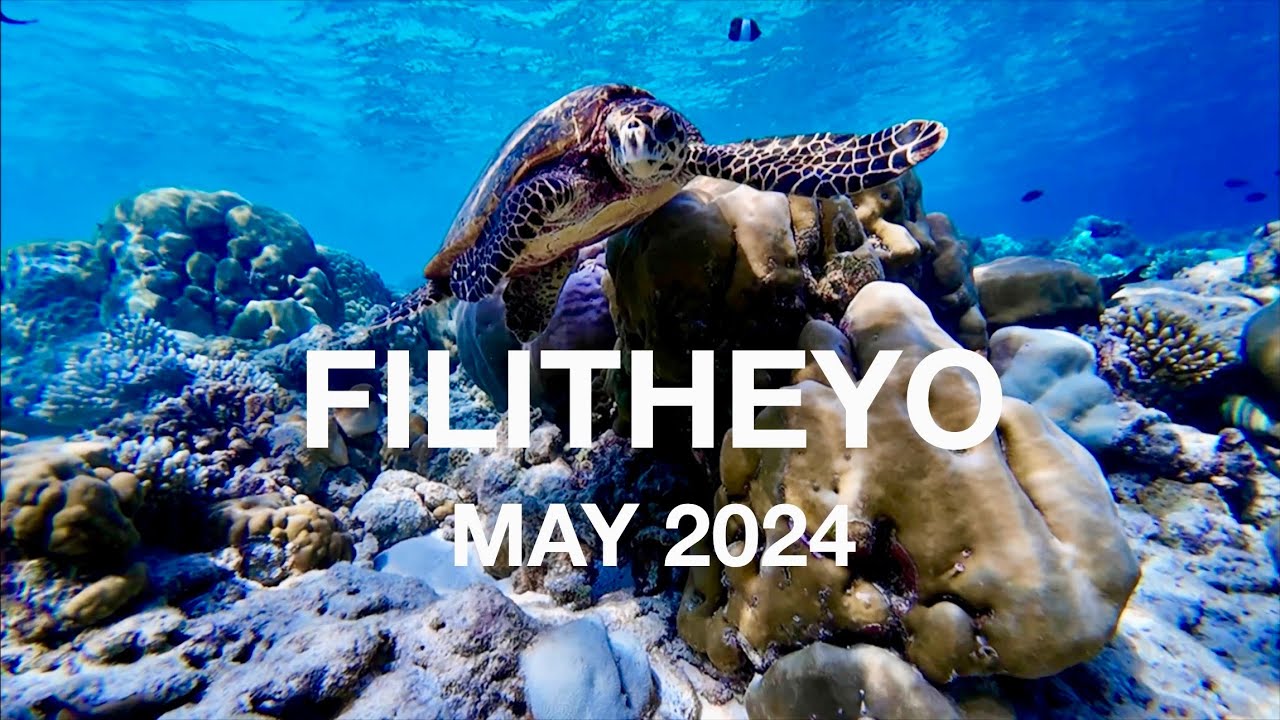 Filitheyo Maldives House Reef Snorkeling May 2024 (4K)