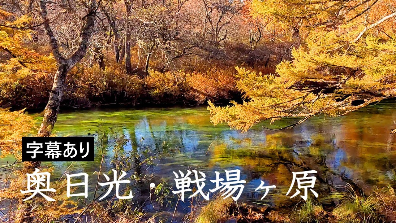 [4K] 奥日光・戦場ヶ原の紅葉 ~赤沼から湯川沿いに泉門池・小滝・湯滝をめぐる絶景ハイキング Hiking through Senjogahara in autumn in Oku-Nikko