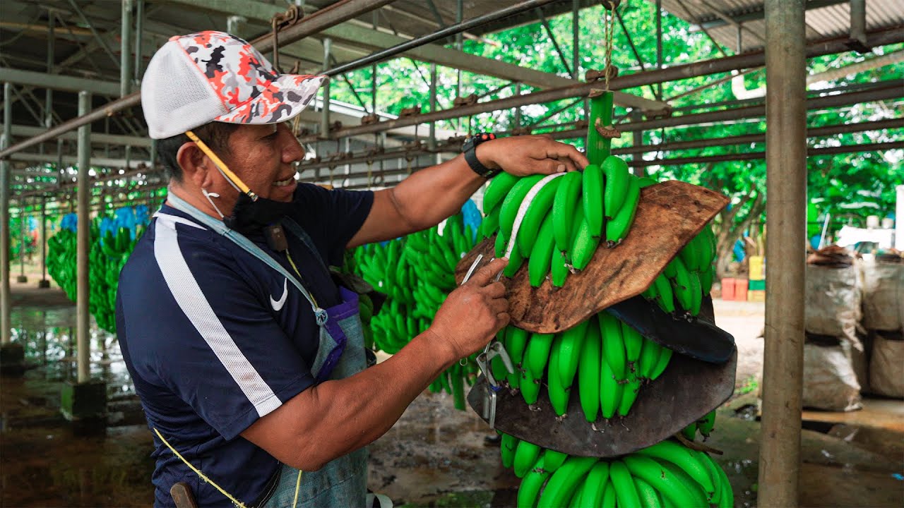 ¿De DÓNDE viene el BANANO🍌que COMEMOS? - Bocas del Toro, Panamá